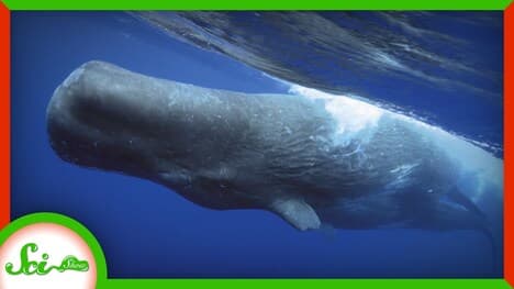 Whale Poop Helps Cool Our Planet