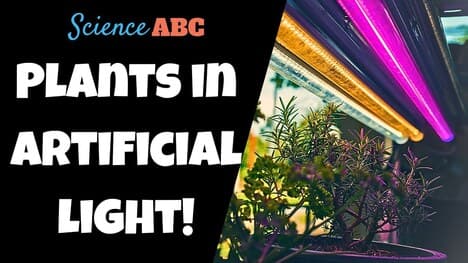 This Is What Happens When You Try To Grow A Plant In Artificial Light