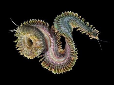 Phylum Annelida Part 2: Polychaeta (Segmented Marine Worms)
