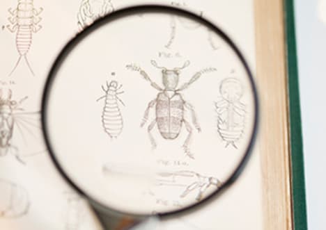 Factpack: Classification