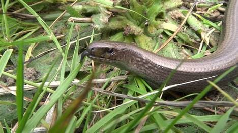 British Wildlife: Slow Worms