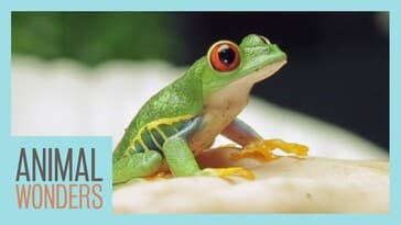 Goma The Red Eyed Tree Frog