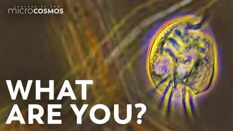 These Walking Ciliates Are Frustrating