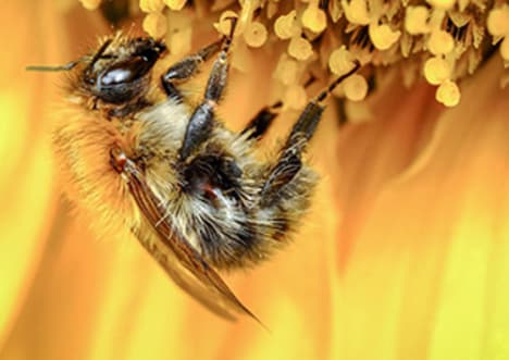 Pollination - Pollen Movement
