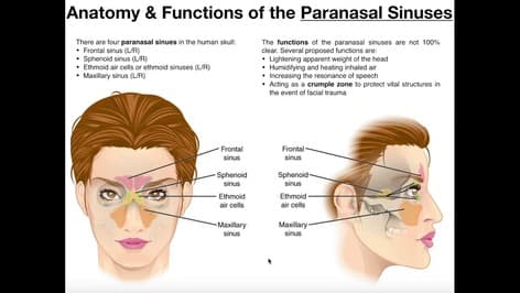 Anatomy and Functions of the Paranasal Sinuses