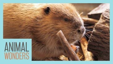 Huckleberry The Beaver's Big New Home!