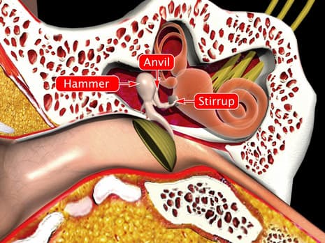 Human Ear and Range of Hearing