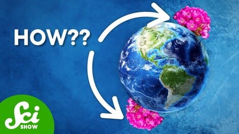 It's Weird How Many Species Live At Both Poles