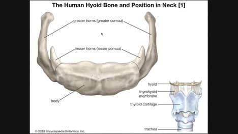 Muscles of the Anterior Neck | The Hyoid Layer [@ 4:44]
