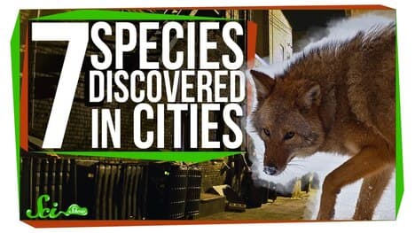 7 New Species Discovered in Cities