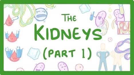 Biology - How the Kidneys Work - (Kidneys Part 1/3) #27