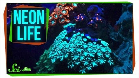 Biofluorescence: A Neon World Hidden in Plain Sight