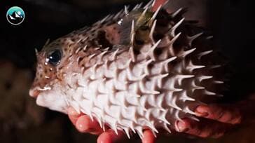 Deadly Fish Caught By Hand