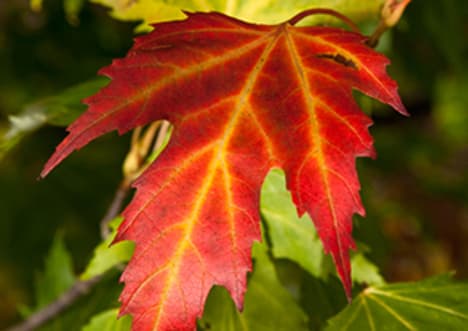 Life Without the Moon