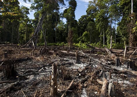 The Amazon rainforest