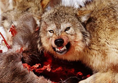 What is a Food Chain?