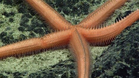 Phylum Echinodermata Part 2: Body Systems