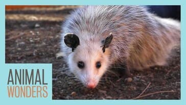 Meet and Greet: Ophelia the Opossum!