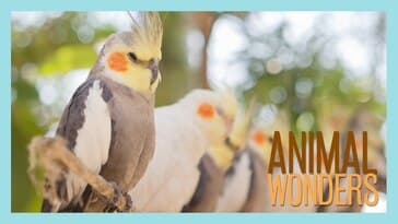 Cockatiels! What, Where, How