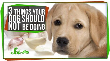 3 Things Your Dog Should Not Be Doing