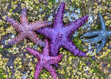 Sea Stars