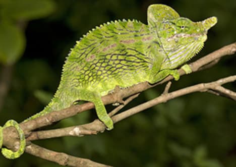 Labord's Chameleon