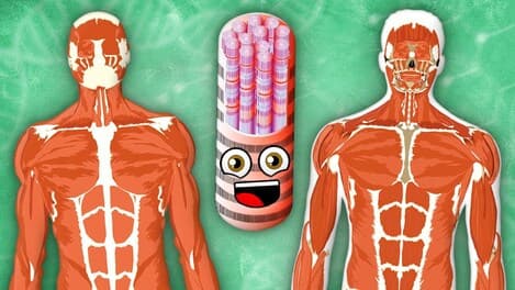 Every Human Muscle! | KLT Anatomy