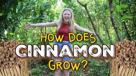 How Does Cinnamon Grow?! | Maddie Moate