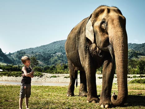 Tales of Humility, Wisdom, Cooperation, and Determination in the Animal World