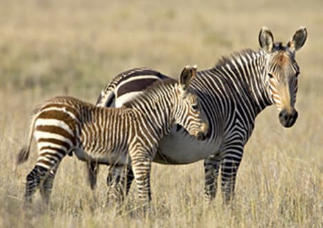 Factpack: Hybrid Animals