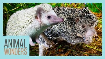 Are Hedgehogs Related To Porcupines?