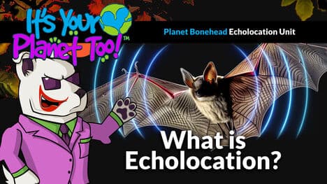Discover Echolocation: Bats’ Adaptation to Navigate the Dark