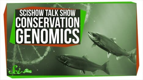 Conservation Genomics and Kizmit the Porcupine: SciShow Talk Show