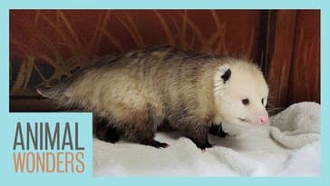 Meet and Greet Inky the Opossum