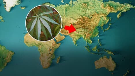 The Hazy Evolutionary History of Cannabis