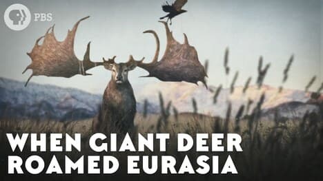 When Giant Deer Roamed Eurasia