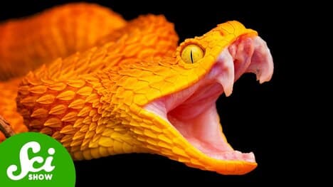 How Snakes Hijacked Our Brains