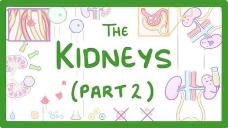 Biology - Structure of the Kidneys - (Kidneys Part 2/3) #28