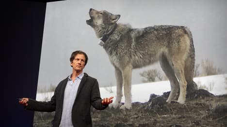 Can AI help us speak with wolves? | Jeffrey T. Reed