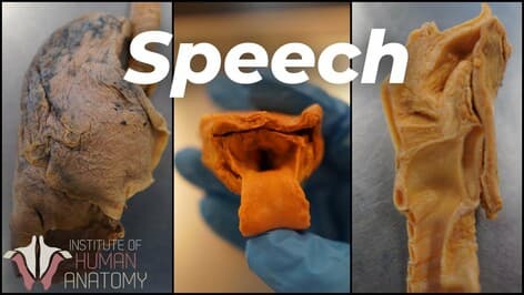 Unlocking the Secrets of the Human Vocal Tract: Our Unique Superpower