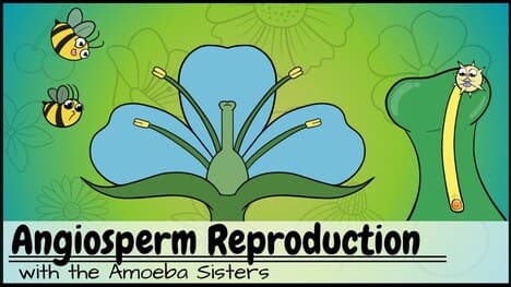 Angiosperm (Flowering Plants) Reproduction