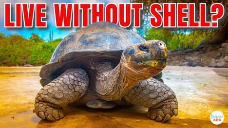 Can A Turtle Live Without Its Shell?