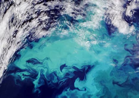 Carbon Capture: Phytoplankton