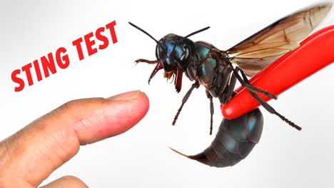 STUNG by a Warrior Wasp!