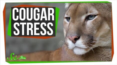 Cougar Stress: SciShow Talk Show