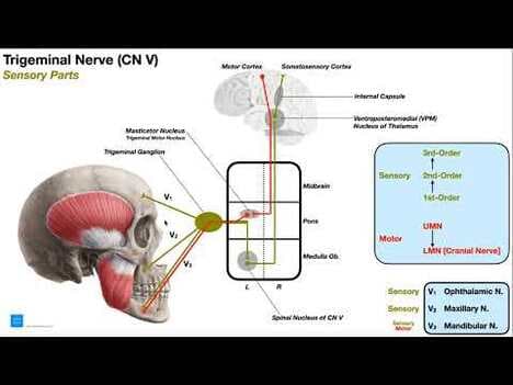 Cranial Nerve V - Trigeminal Nerve [Part 2] | Origin, Structure, Pathway & Function