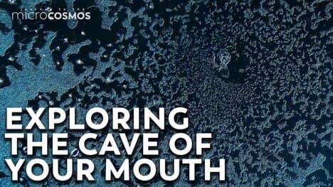 Your Mouth Is A Cave For Microbes
