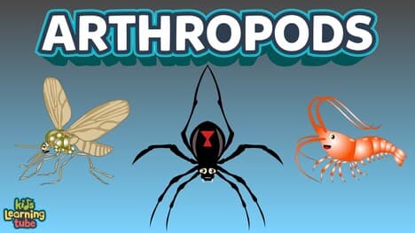 The Arthropods Complex Animals Insects