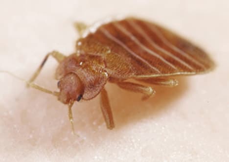 Invading Animals: The Cane Toad