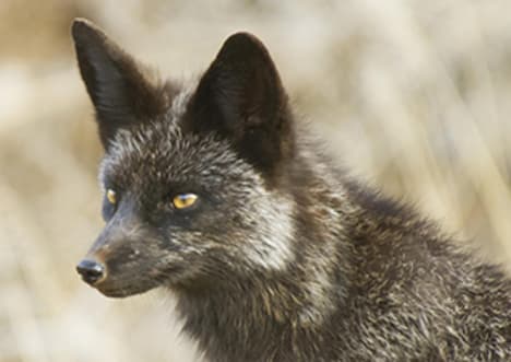 Breeding silver foxes
